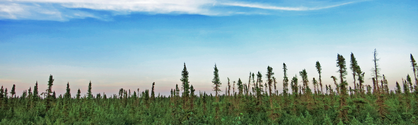 Arctic Landscape