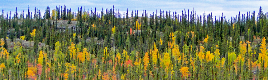 Arctic Trees